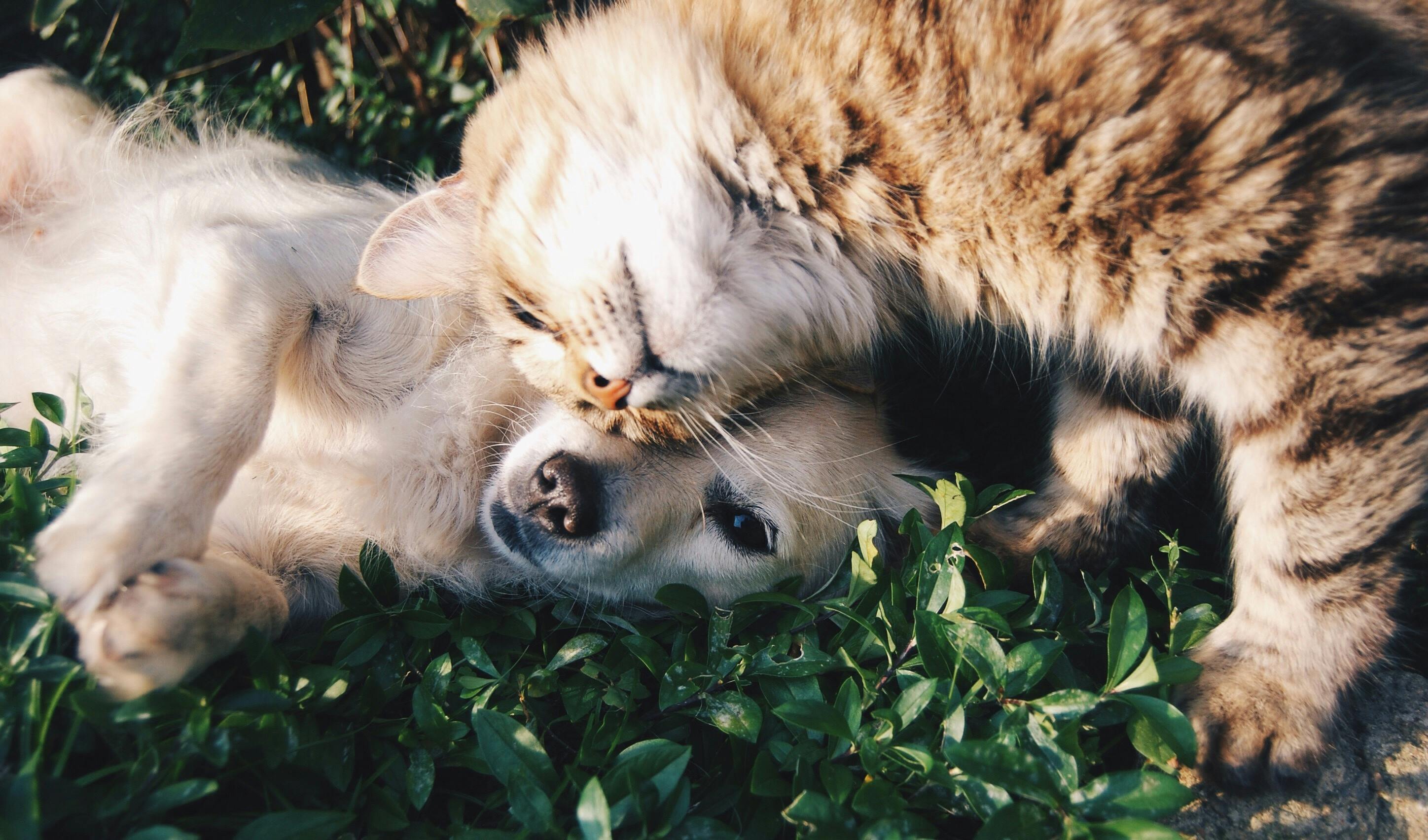 Cat and dog lying on grass together