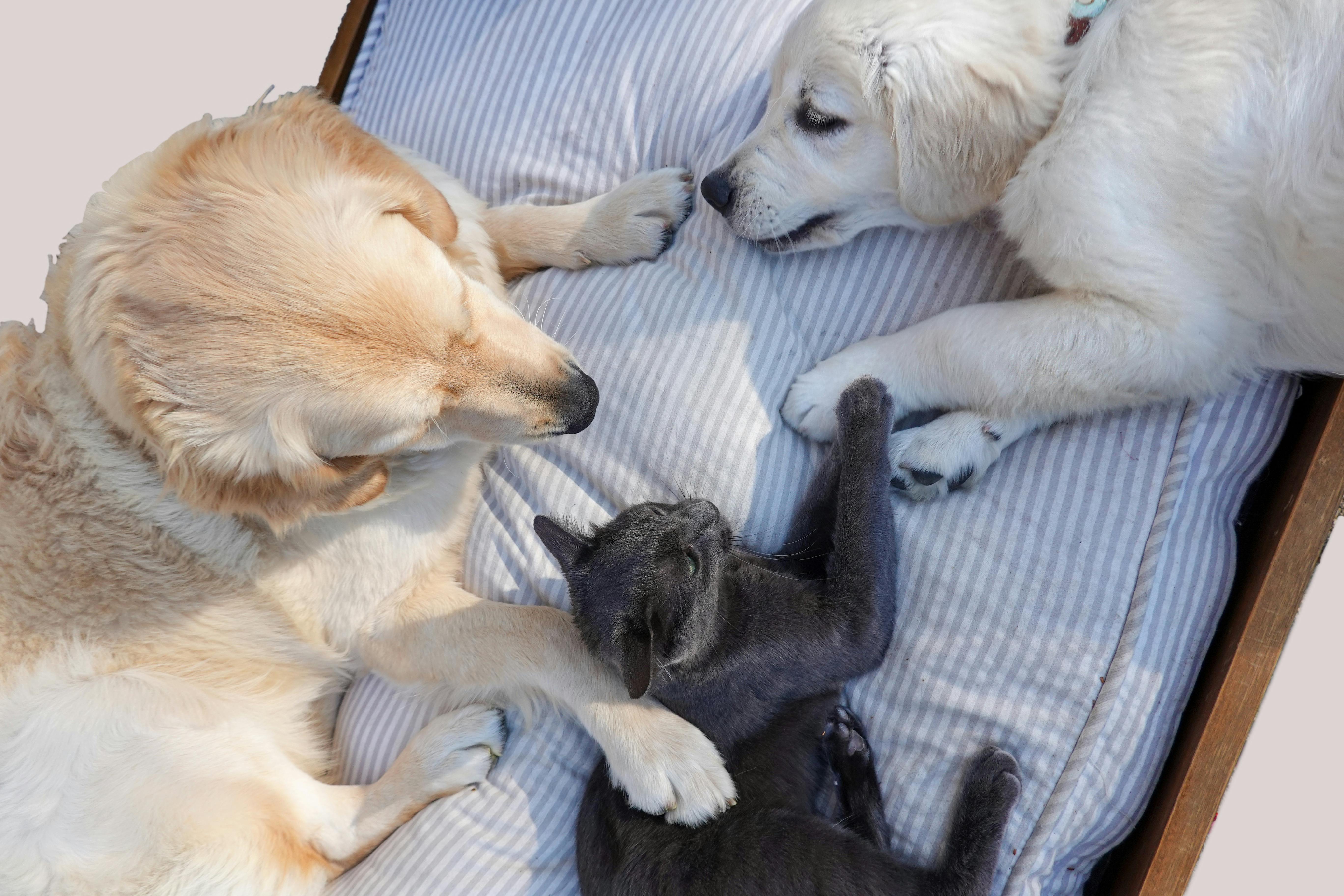 Two dogs and a cat interacting on a bed