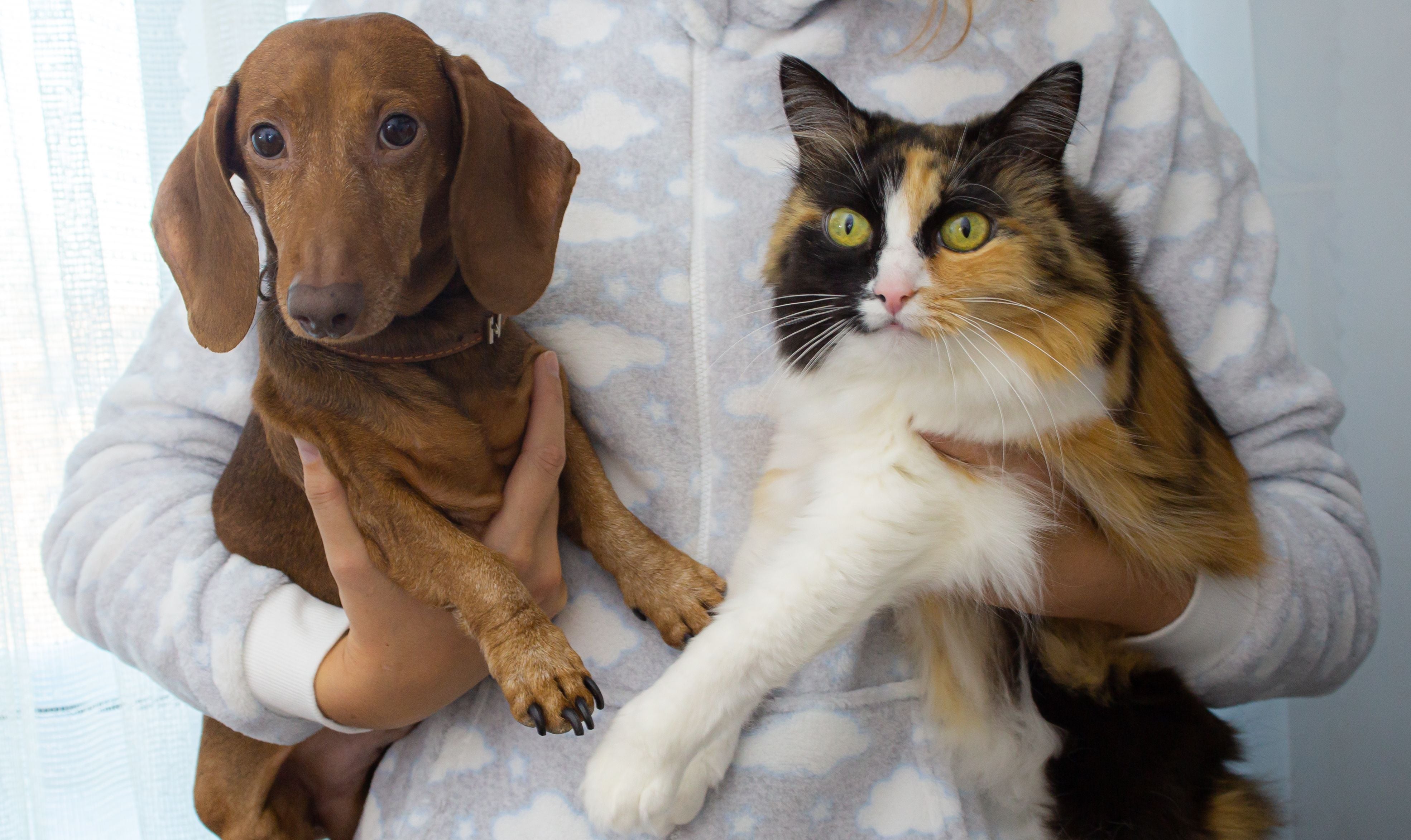 Person holding a dachshund and a cat against a light background