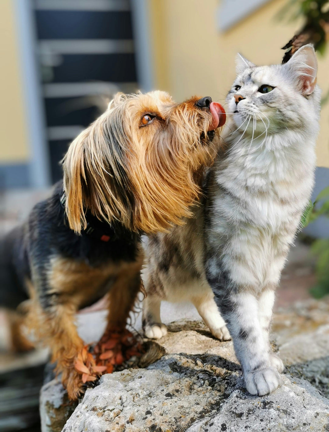 Dog and cat interacting on a stone surface